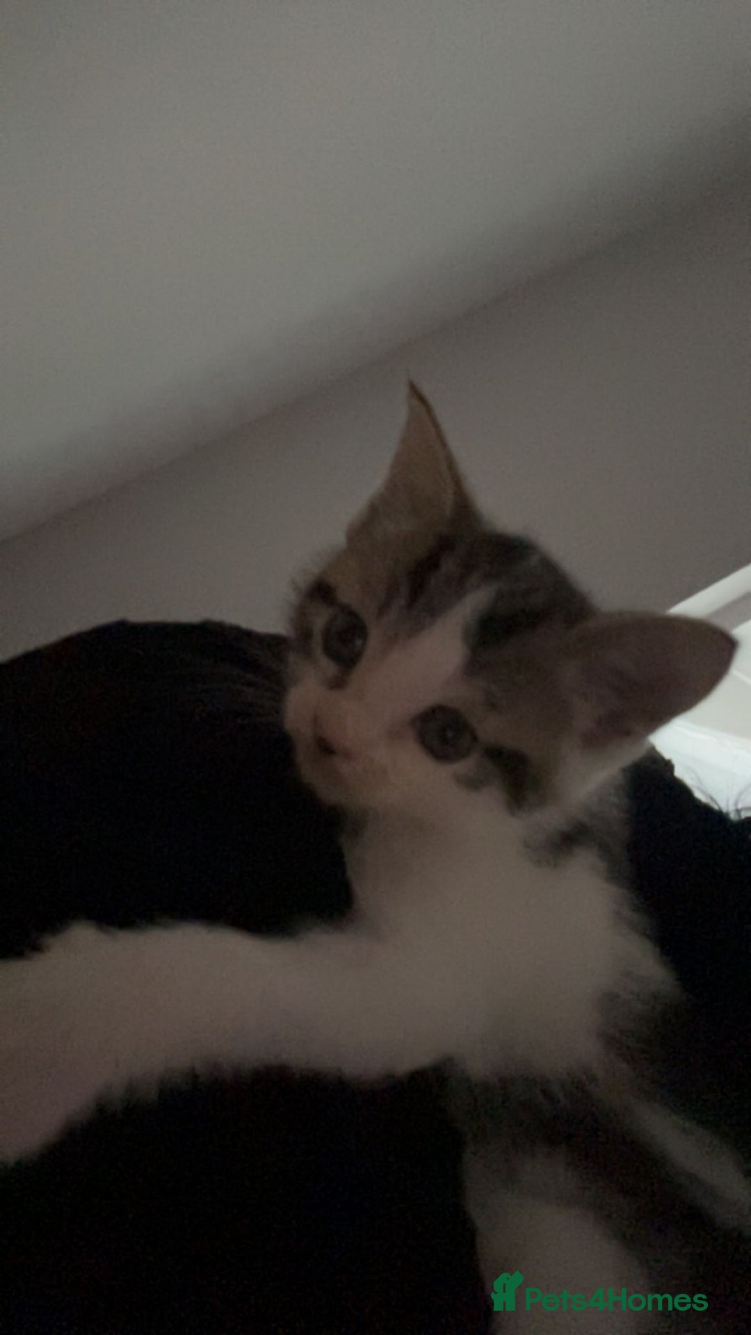 British Longhair cats for sale: Boy kitten for sale - Image 4