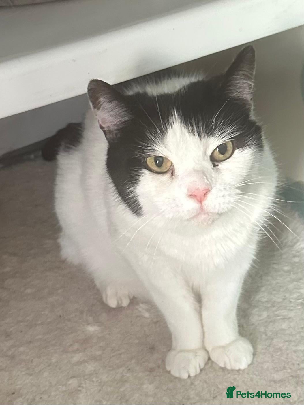 Mixed Breed cats Rescue cat Momo needs quiet new home - Advert 3