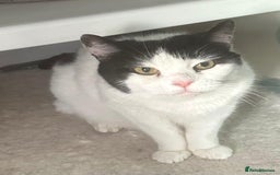 Mixed Breed cats for adoption: Rescue cat Momo needs quiet new home - Image 1