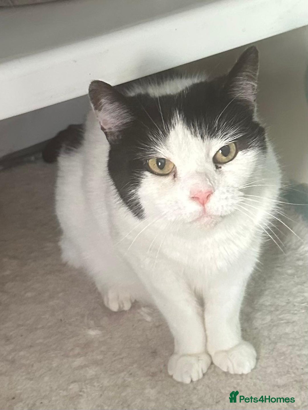 Mixed Breed cats for adoption: Rescue cat Momo needs quiet new home - Image 1