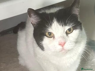 Mixed Breed cats Rescue cat Momo needs quiet new home - Advert 3