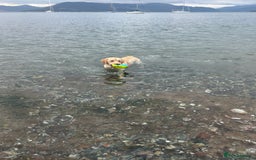 Labrador Retriever dogs for stud: Skippio is ready for stud ♥️ - Image 7