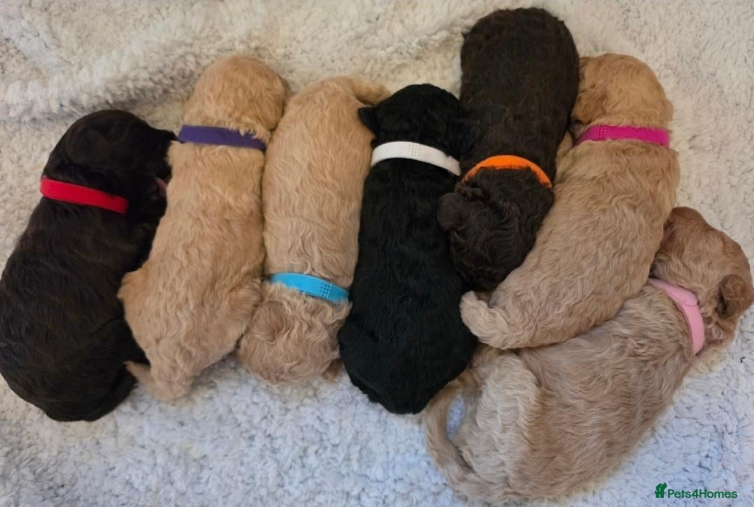 Cockapoo dogs Beautiful F1B Cockapoos 🐶 - Advert 2