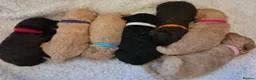 Cockapoo dogs for sale: Beautiful F1B Cockapoos 🐶 - Advert 1