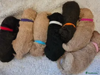 Cockapoo dogs Beautiful F1B Cockapoos 🐶 - Advert 1
