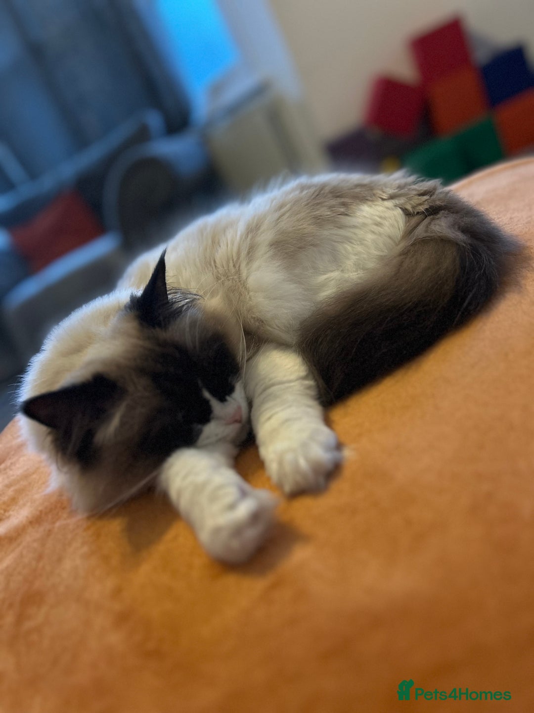 Ragdoll cats for sale: Zhuri - Advert 5