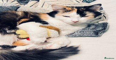 Mixed Breed cats 4 month old kittens looking for forever homes! - Advert 3