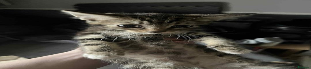 Mixed Breed Kitten 2
