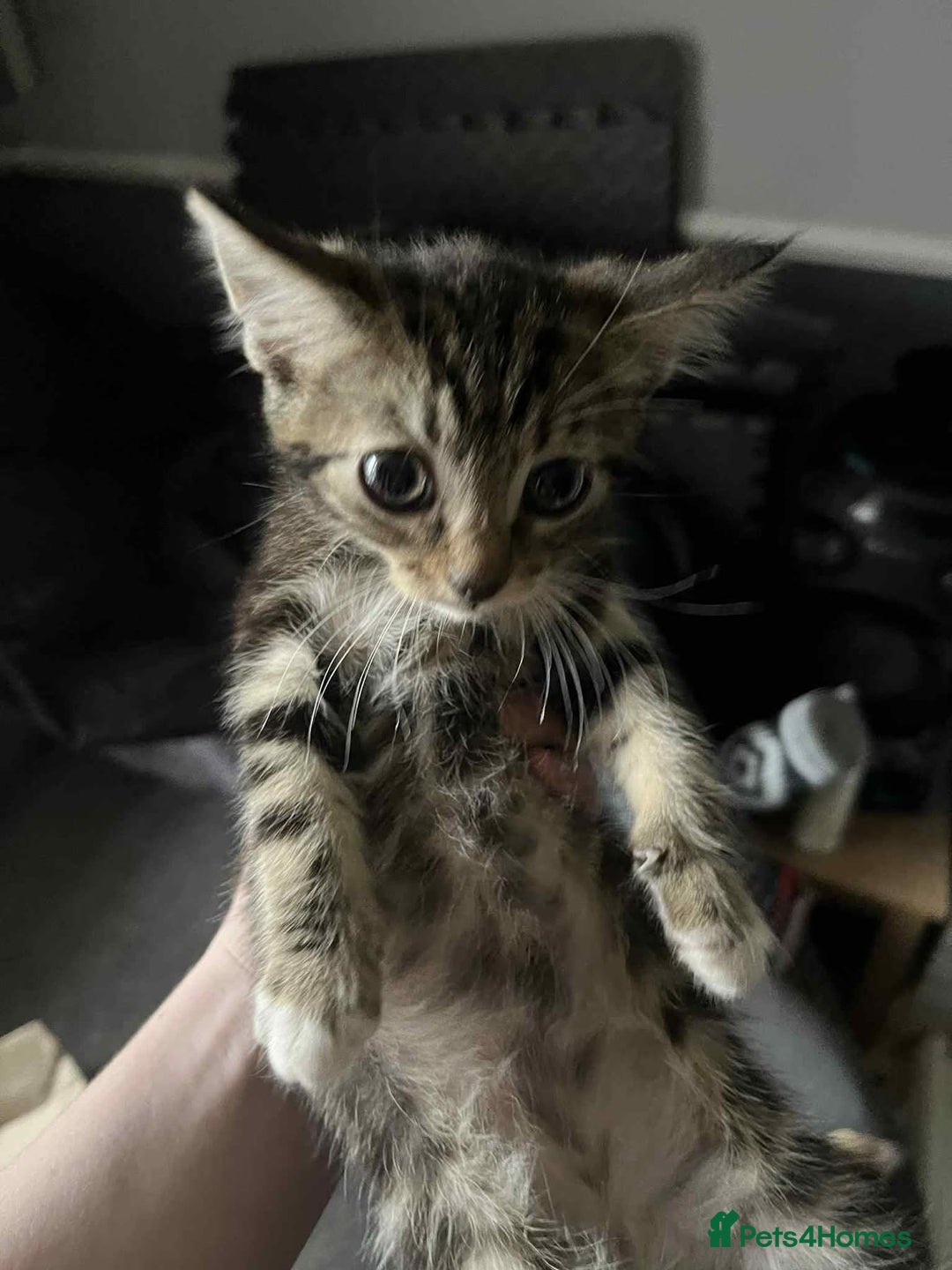 Mixed Breed cats for sale: Cats for sale !!! - Image 4