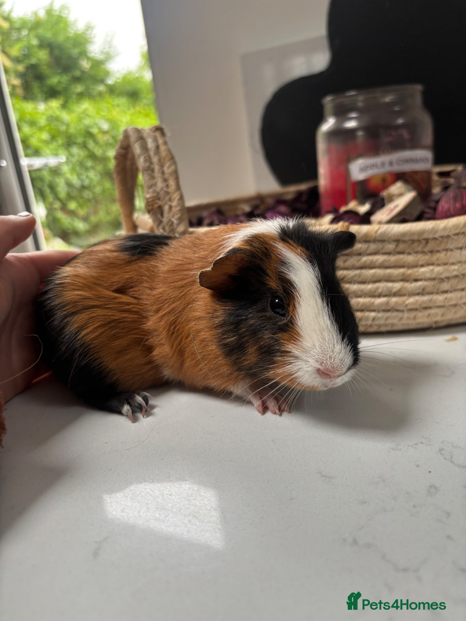 Guinea Pig rodents Baby boy available - Advert 5