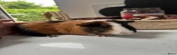 Guinea Pig rodents for sale: Baby boy available - Advert 1