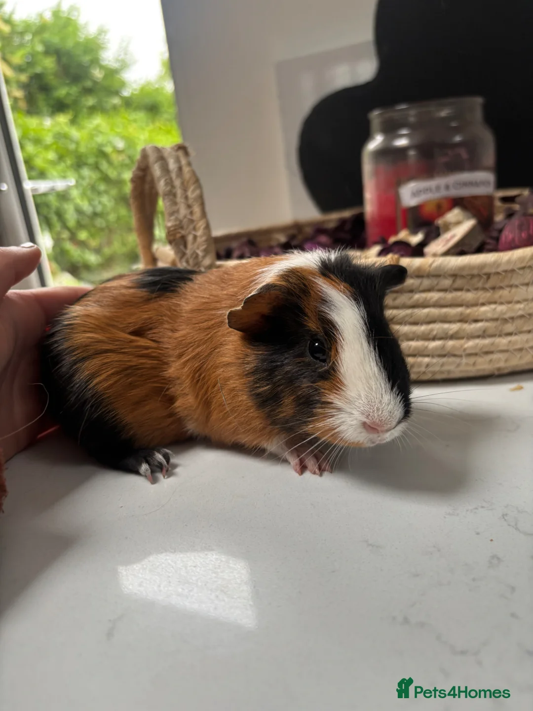Guinea Pig rodents for sale: Baby boy available - Advert 1