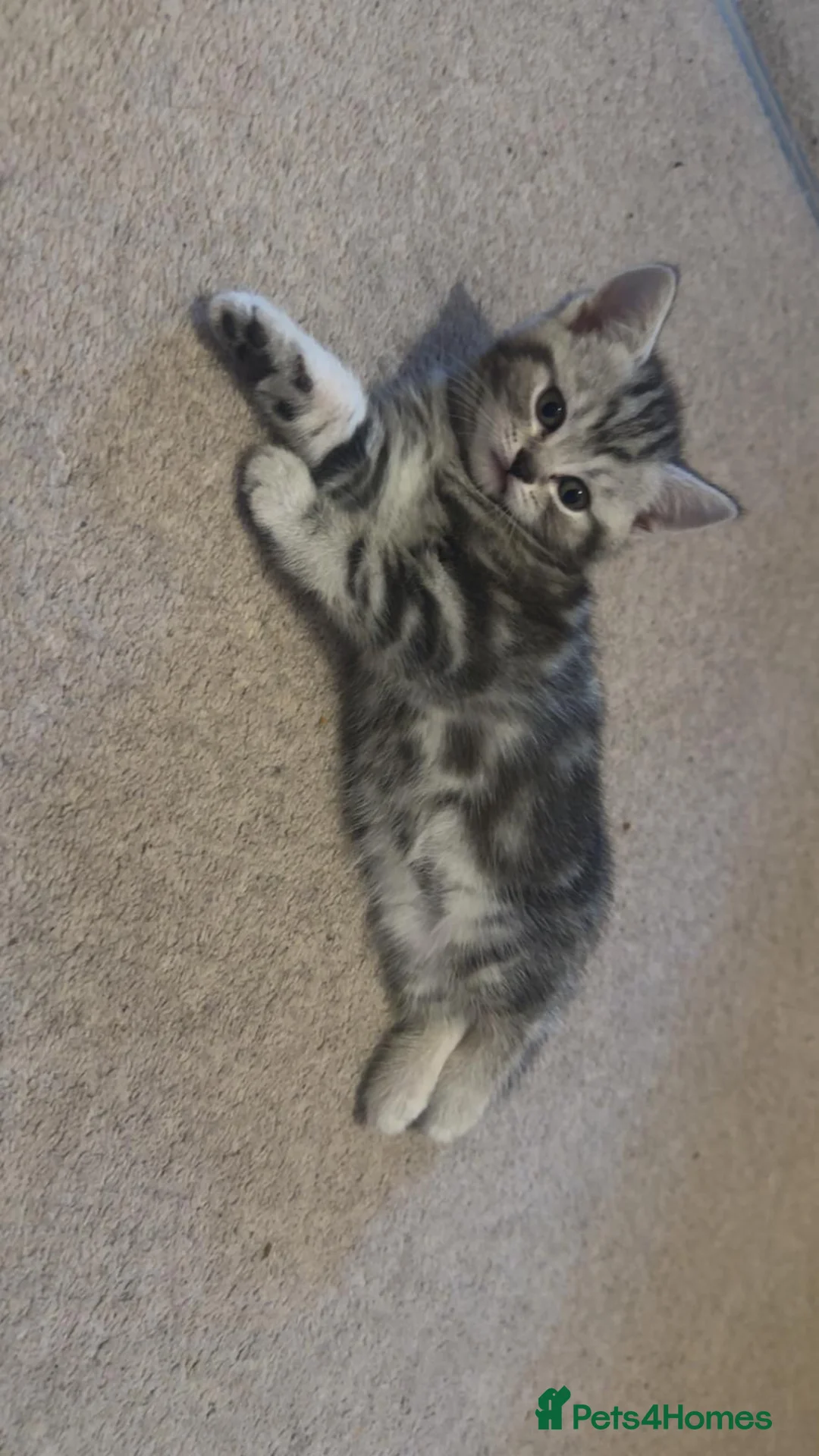 Mixed Breed cats for sale: Beautiful boys for sale - Advert 2