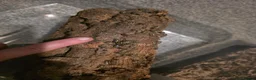Mixed Breed invertebrates for sale: Mixed invertebrates for sale *see description*  - Advert 14