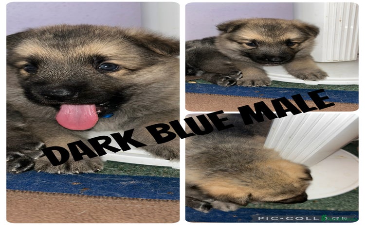 German Shepherd dogs - Advert 2