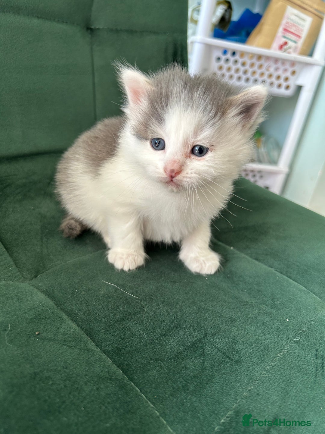 British Longhair cats for sale: Fluffy little angels  - Image 19