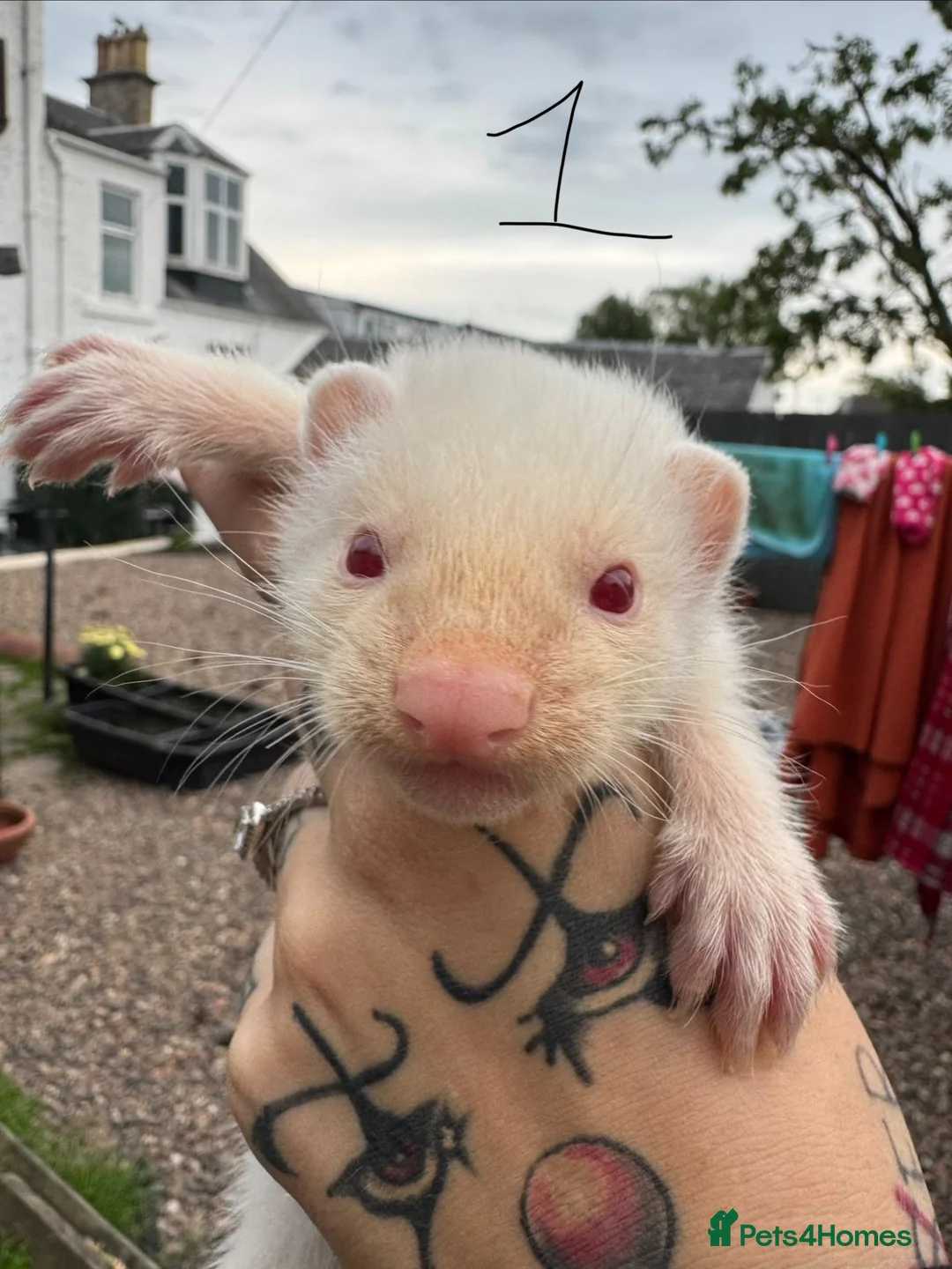 Ferret rodents for sale: Hobs and Jills - Advert 9