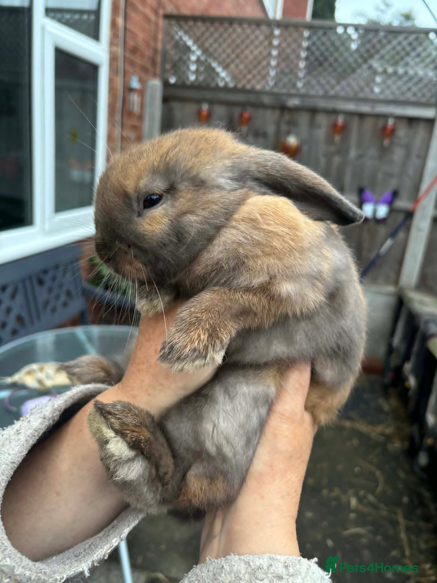 Mini Lop rabbits 1 black tort mini lop,1 black otter mini lop cross - Advert 1