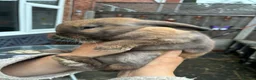 Mini Lop rabbits for sale: 1 black tort mini lop,1 black otter mini lop cross - Advert 1