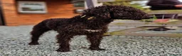Bedlington Terrier dogs for sale: KC Registered Bedlington Terrier Pups in Stoke-on-Trent - Advert 5