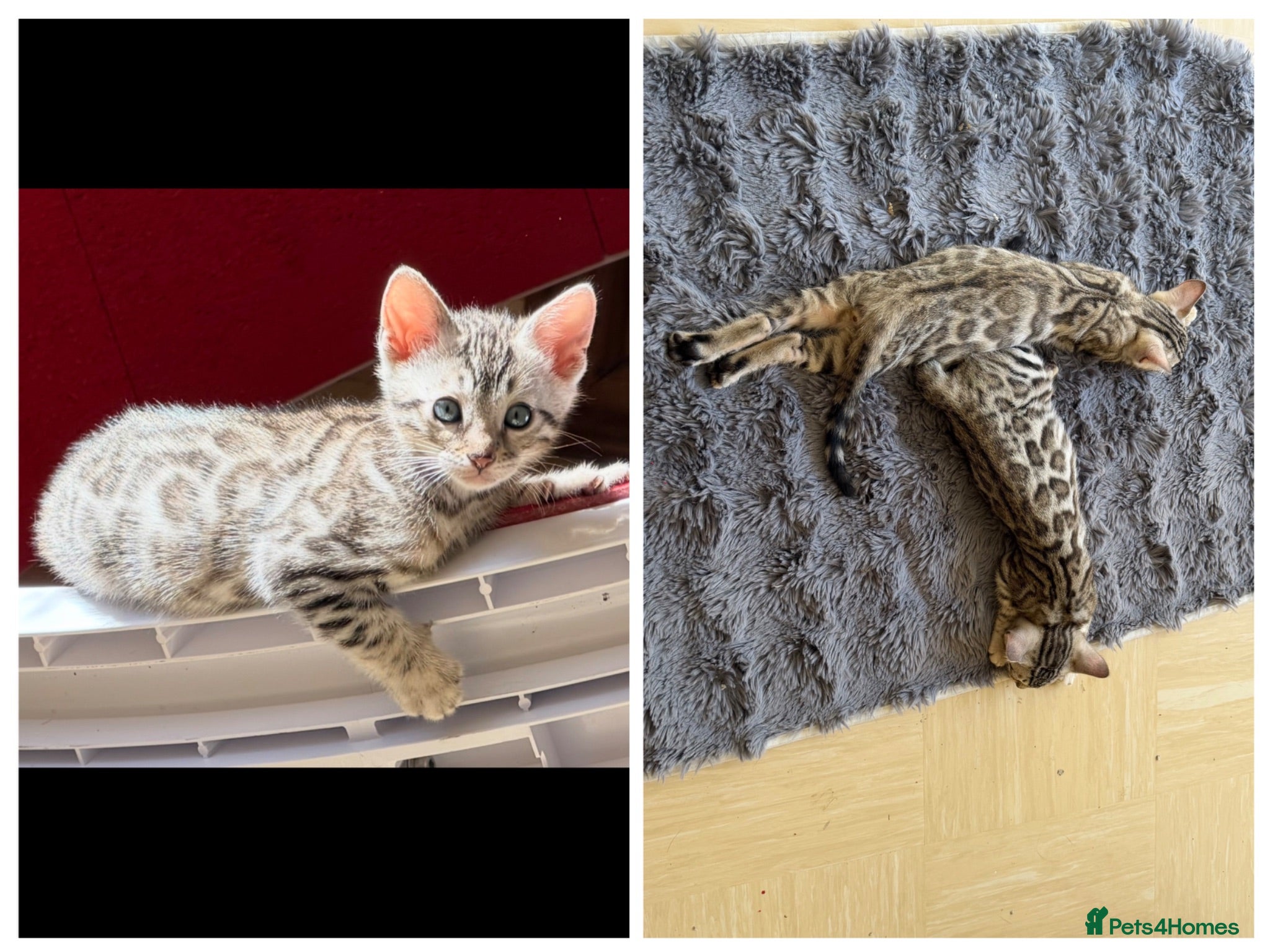 Bengal cats BENGAL 🔥 KITTENS TICA REGISTERED  - Advert 11