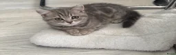 Scottish Fold cats for sale: Scottish Fold class & chinchilla Kittens Available - Advert 20