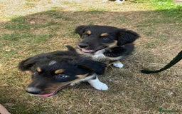 Border Collie dogs for sale: COLLIES FOR SALE  - Image 2