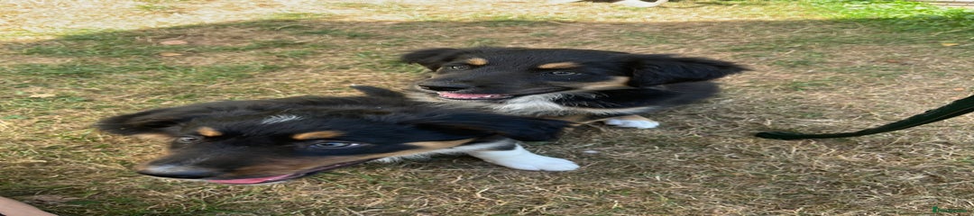 Border Collie Puppy 2 (Willow) 