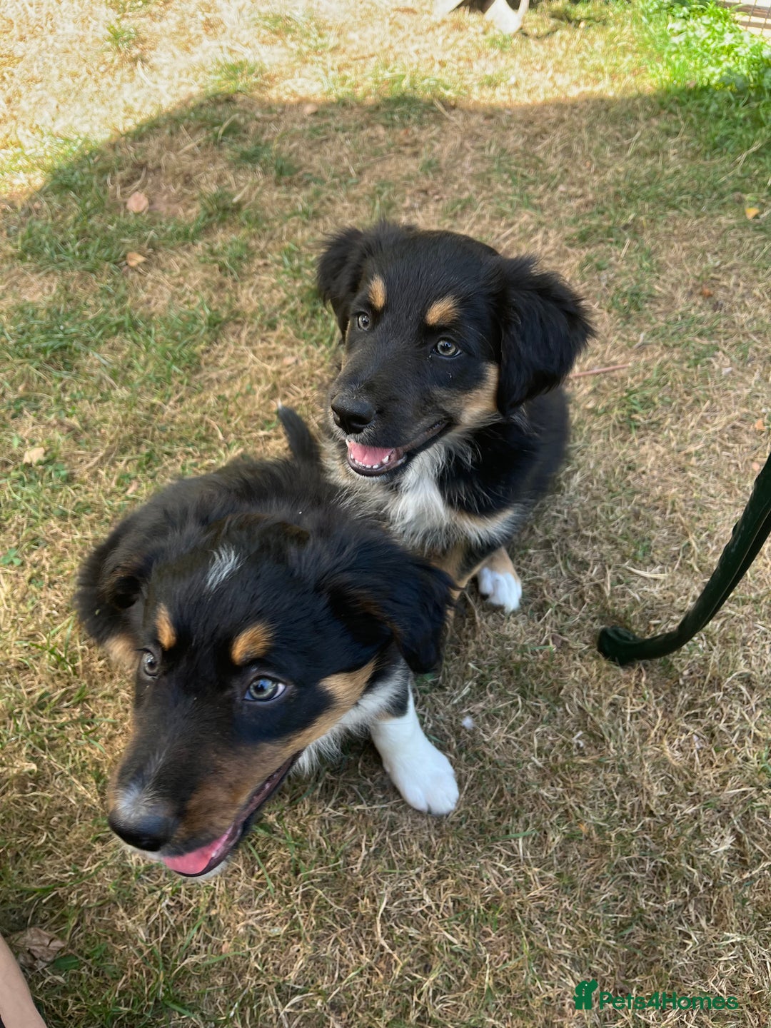 Border Collie dogs for sale: COLLIES FOR SALE  - Image 2