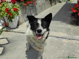 Mixed Breed dogs ❤️ TOMMY ❤️ 3 legs, one enormous heart 🐾 - Advert 3