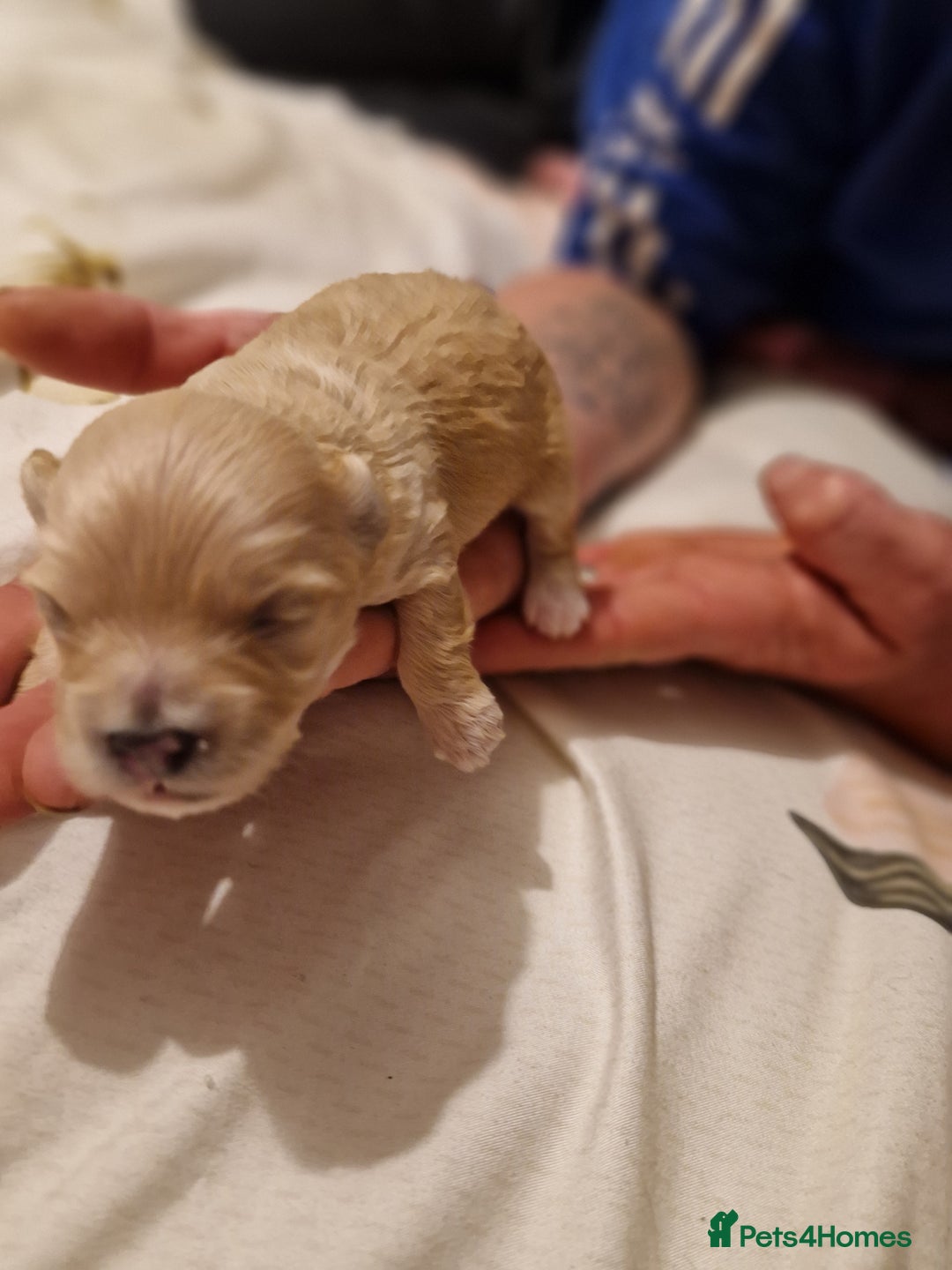 Maltipoo dogs for sale: Quality unique f1 tiny korean maltipoo puppies  - Advert 14