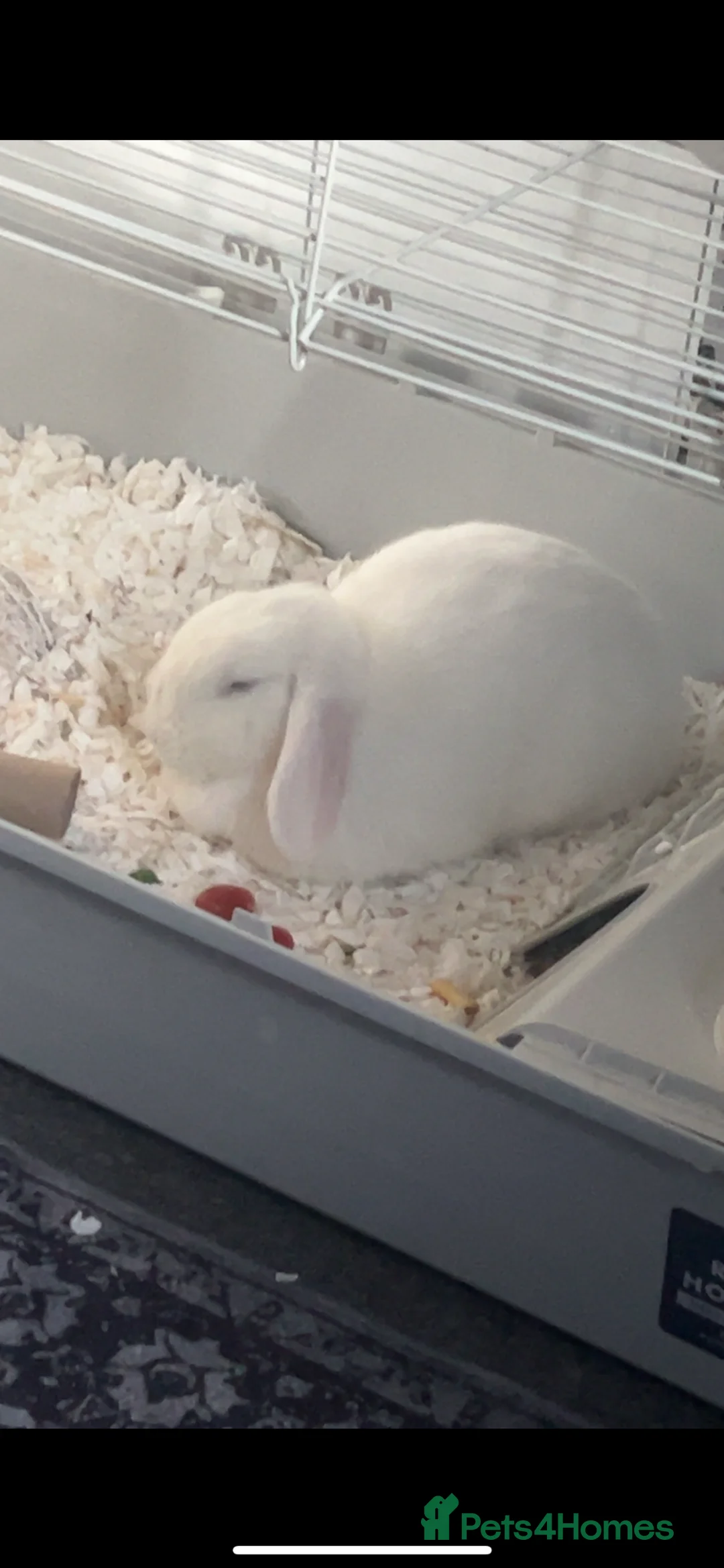 English Spot rabbits for sale: White rabbit  in Northampton - Advert 2