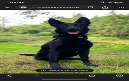 Belgian Shepherd Dog dogs for sale: Stunning Belgian Malinois bitch- absolute bargain  - Image 1
