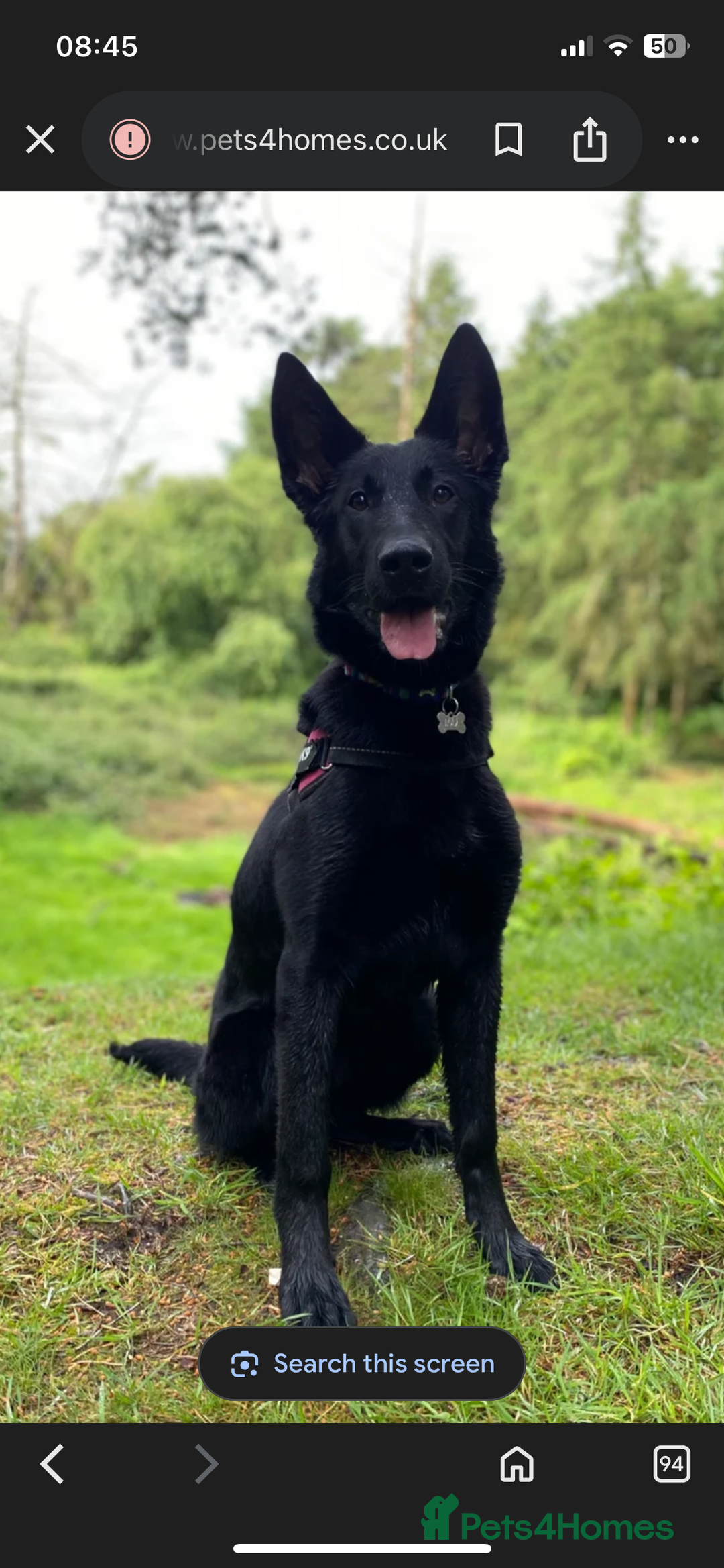 Belgian Shepherd Dog dogs for sale: Stunning Belgian Malinois bitch- absolute bargain  - Image 1