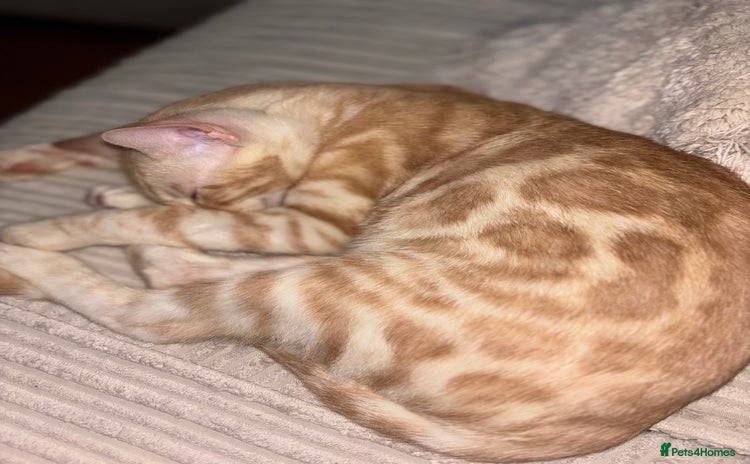 Bengal cats - Advert 4