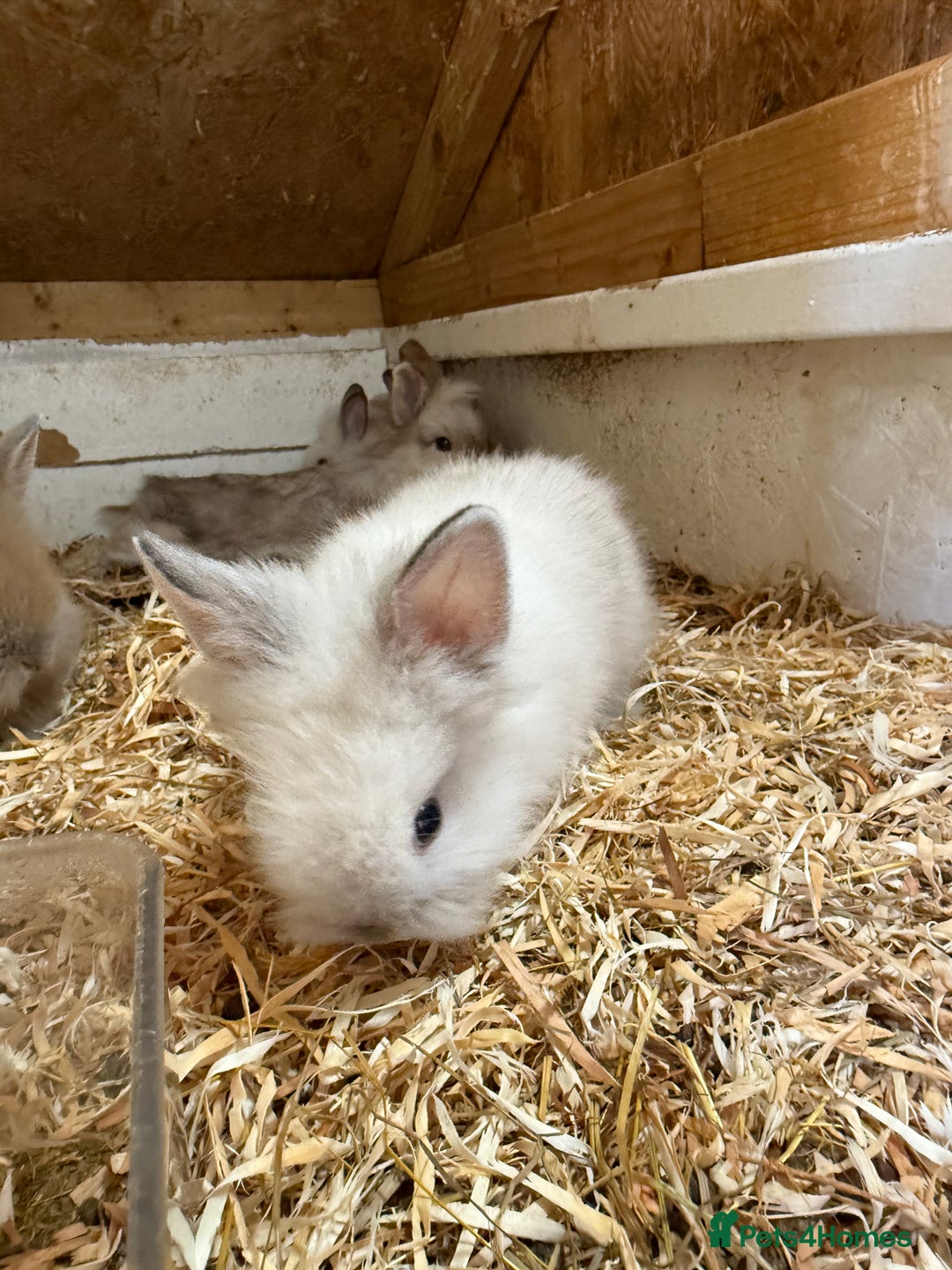 Lionhead rabbits for sale: Beautiful Double Maned Lionhead Rabbits - Image 6