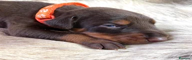 Dobermann 3
