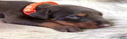 Dobermann dogs for sale: KC REGISTERED DOBERMAN PUPS - Advert 31