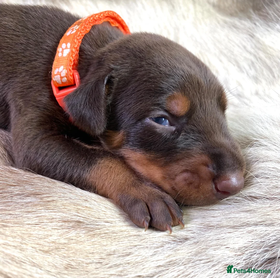 Dobermann dogs for sale: KC REGISTERED DOBERMAN PUPS - Advert 31