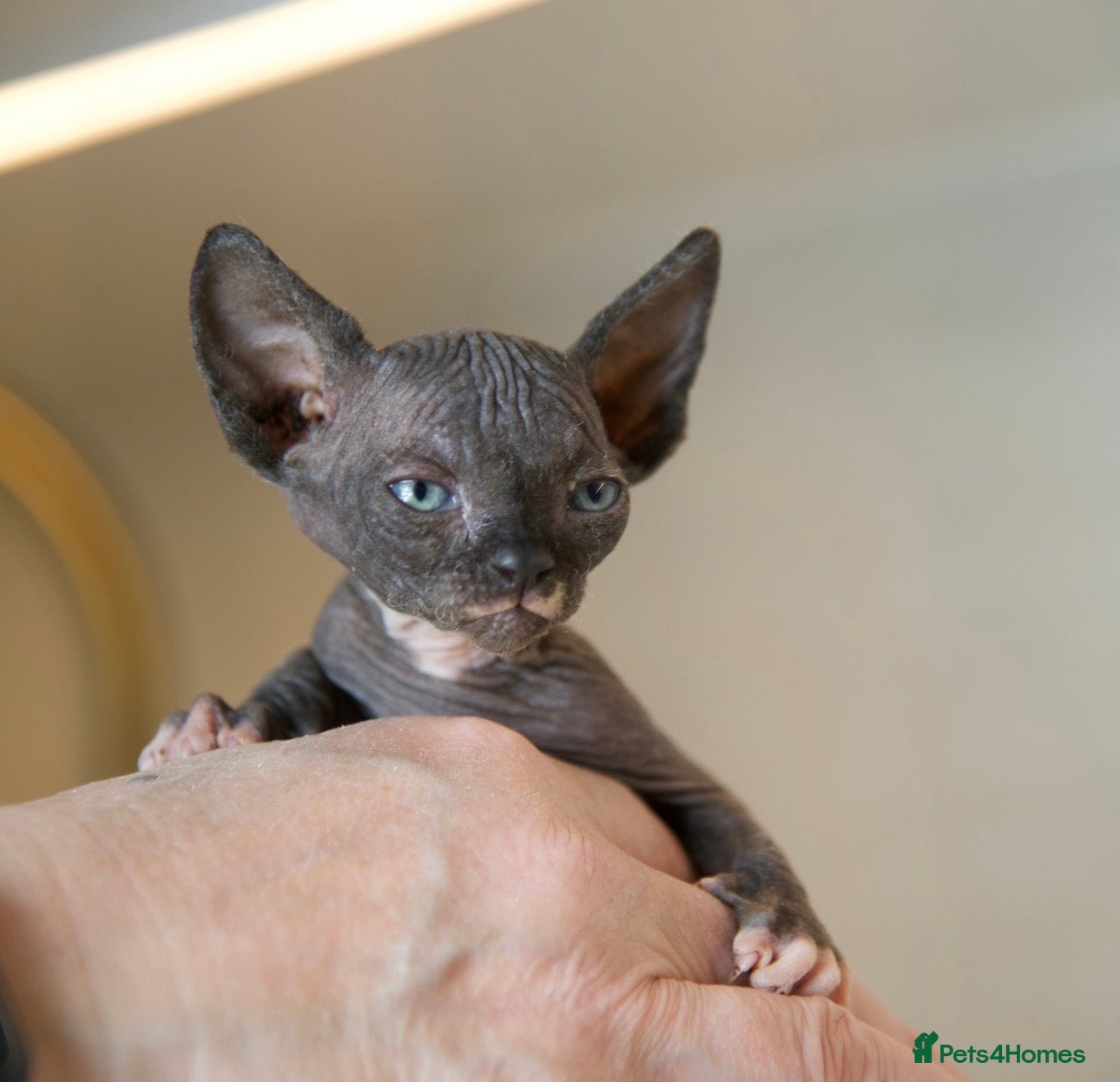 Sphynx cats for sale: Champion Sphynx kittens ready to go  - Advert 8