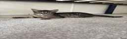 Mixed Breed cats for sale: 4 gorgeous striped black / grey tabby kittens - Advert 9