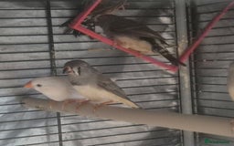 Finches birds for sale: Cockatiels and zebra finches  - Image 8