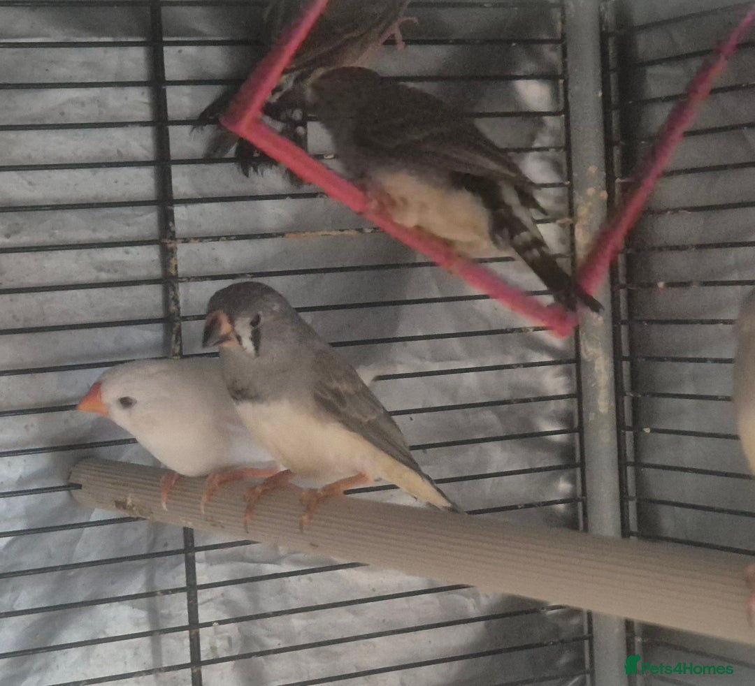 Finches birds for sale: Cockatiels and zebra finches  - Image 8
