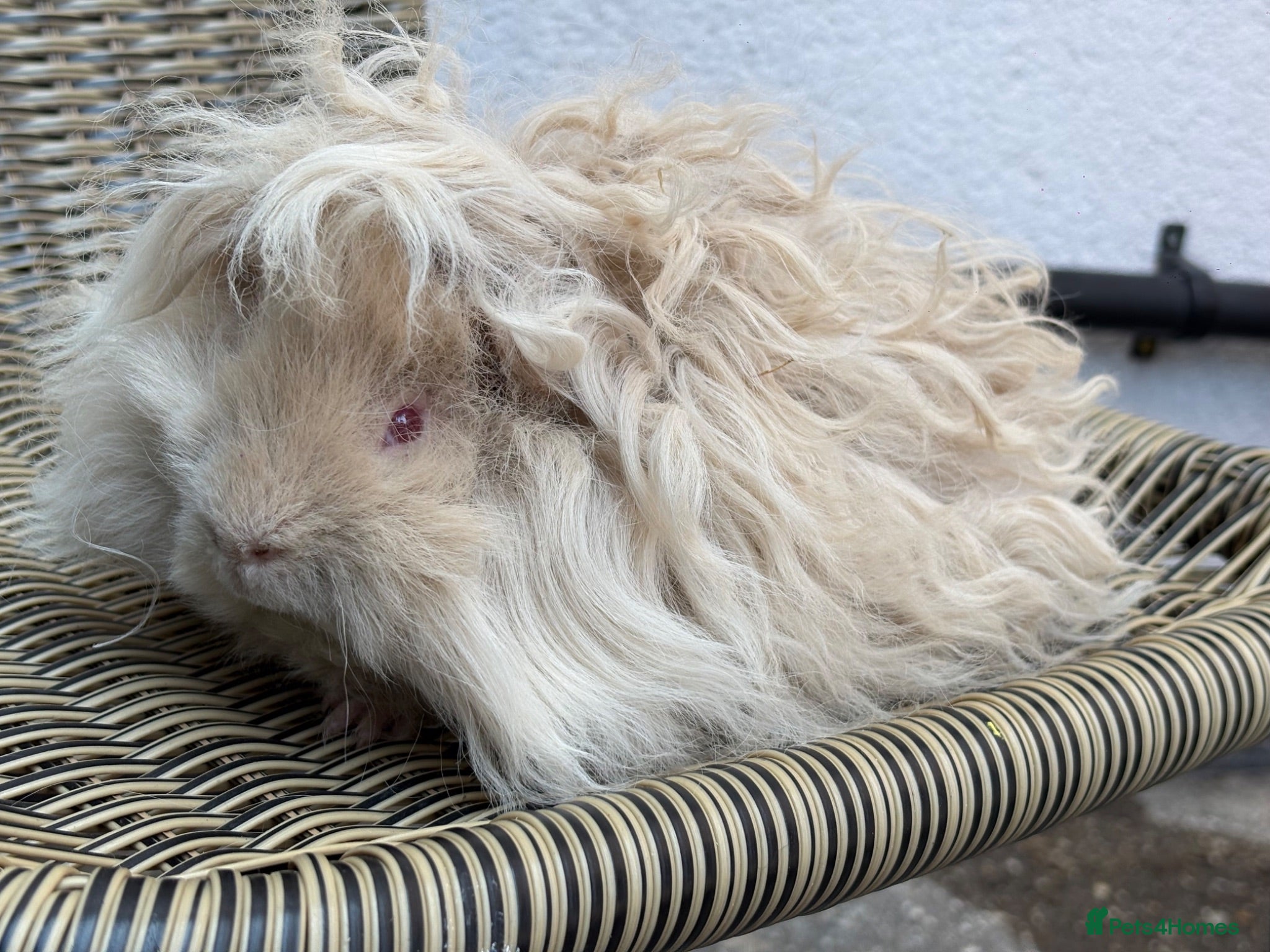 Guinea Pig rodents Purebred Lunkarya - Advert 1