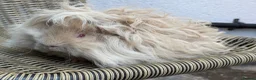 Guinea Pig rodents for sale: Purebred Lunkarya - Advert 13