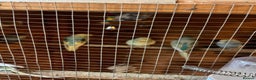 Budgerigars birds for sale: 8 budgies for sale, mix of male and female - Advert 2