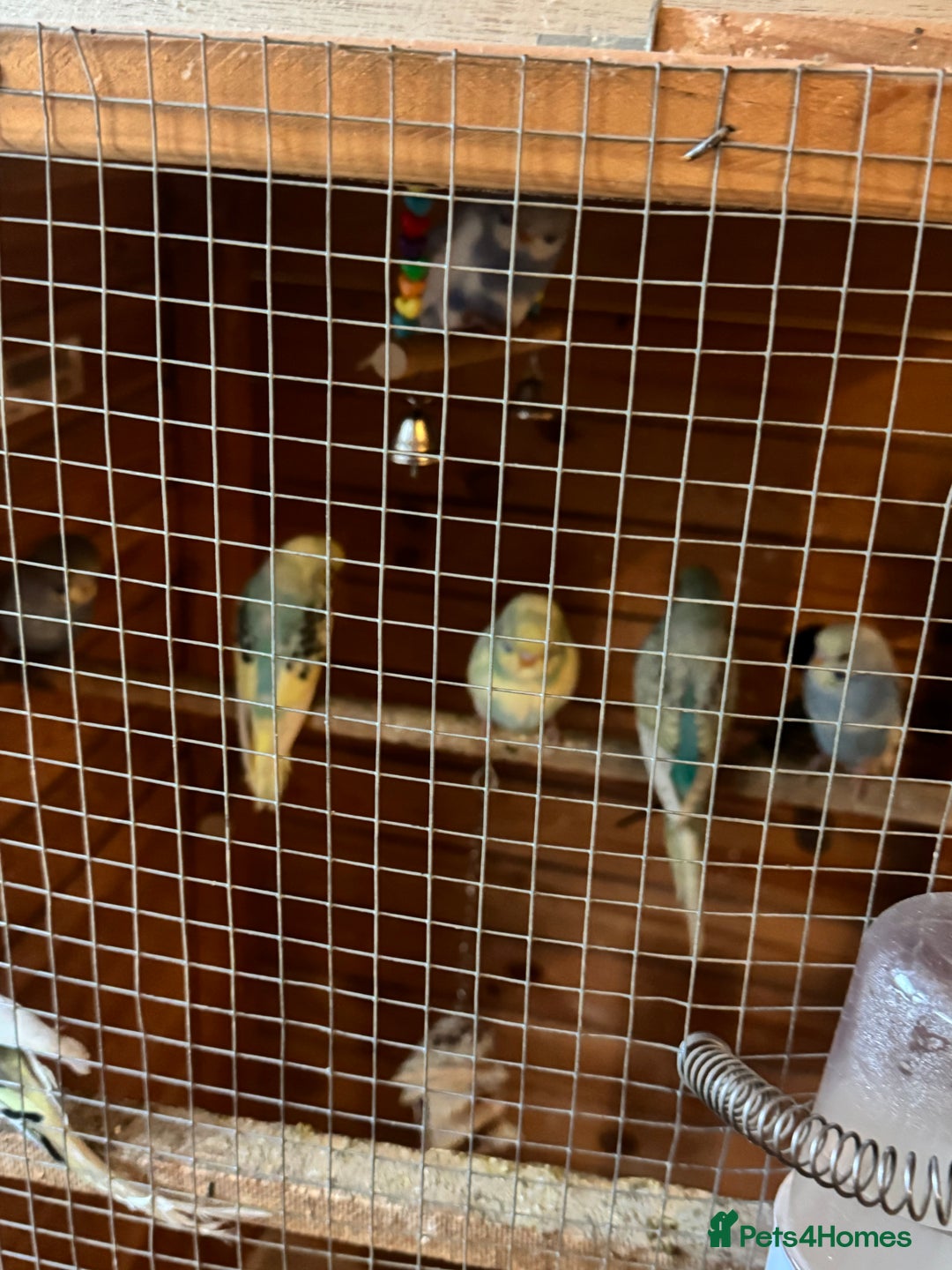 Budgerigars birds for sale: 8 budgies for sale, mix of male and female - Advert 2