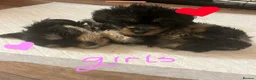 Mixed Breed dogs for sale: 4 Yorkie X cockapoo pups for sale in Harrow - Advert 6
