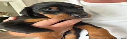 Dobermann dogs for sale: Ready now 1 girl Doberman puppy - Advert 14