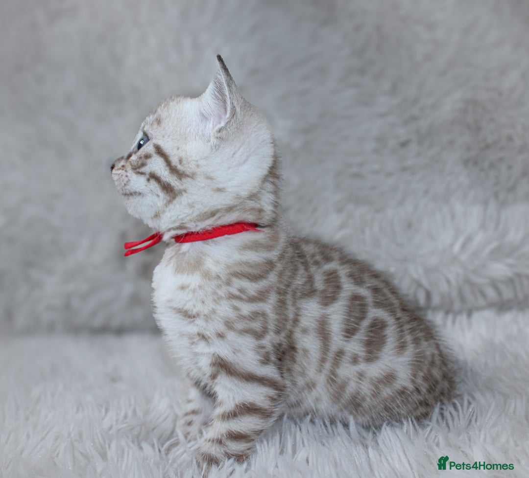 Bengal cats for sale: 🏆OUTSTANDING SHOW WINNING BENGALS KITTENS🔥 - Image 21